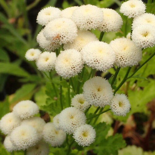 100+ Beautiful Blossom White Snowball Flower Seeds-Chrysanthemum