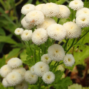 100+ Beautiful Blossom White Snowball Flower Seeds-Chrysanthemum Tanacetum Parthenium.------B134