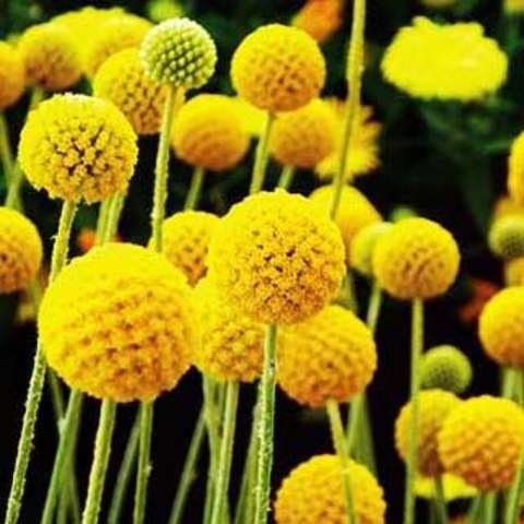 50+ Craspedia Globosa Billy Button Flower Seeds-B194