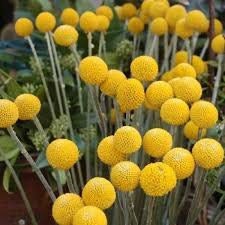 50+ Craspedia Globosa Billy Button Flower Seeds-B194