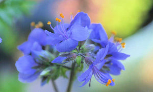 30+ Jacob's Ladder Flower Seeds-Beautiful Perennial Flower -POLEMONIUM CAERULEUM---B127