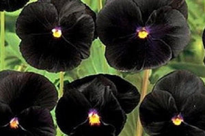 30+ Black Pansy Flower Seeds- Black Clear Crystals Viola Pansy Flower- Black Devil Pansy- VIOLA WITTROCKIANA---B126