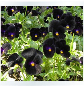 30+ Black Pansy Flower Seeds- Black Clear Crystals Viola Pansy Flower- Black Devil Pansy- VIOLA WITTROCKIANA---B126