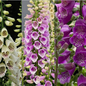 100+ Fox Glove Excelsior  Mix-  Flower Seeds- DIGITALIS PURPUREA---B120