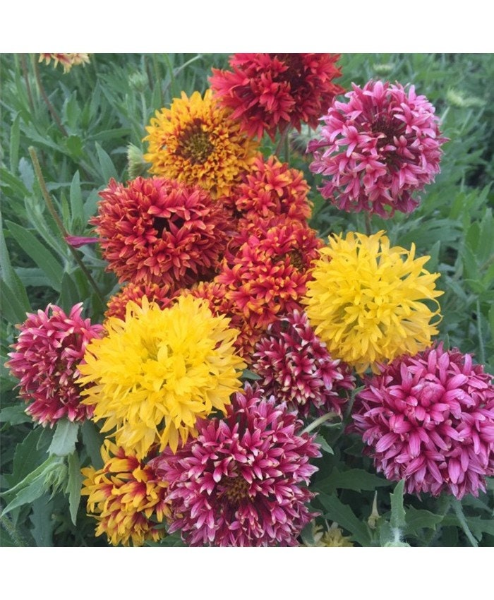 100+ Pcs Gaillardia Pulchella Double Mix Flower Seeds-Indian Blanket-Gaillardia Picta annual Flower---B156