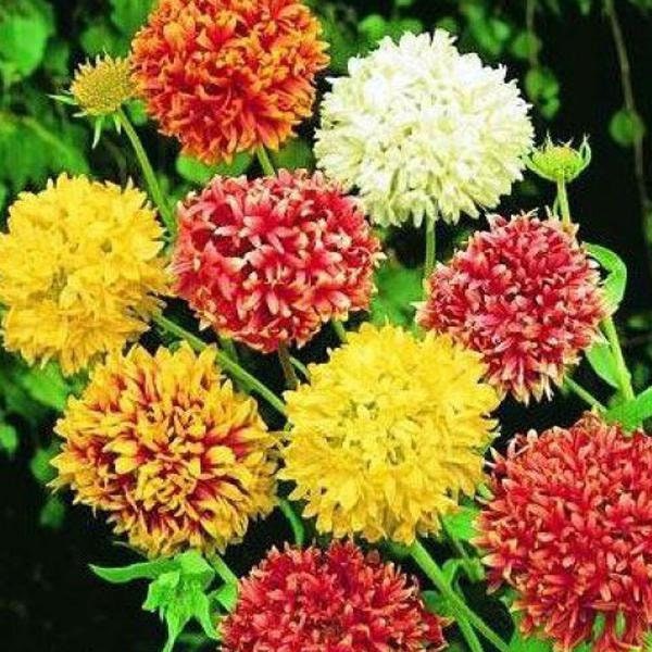 100+ Pcs Gaillardia Pulchella Double Mix Flower Seeds-Indian Blanket-Gaillardia Picta annual Flower---B156