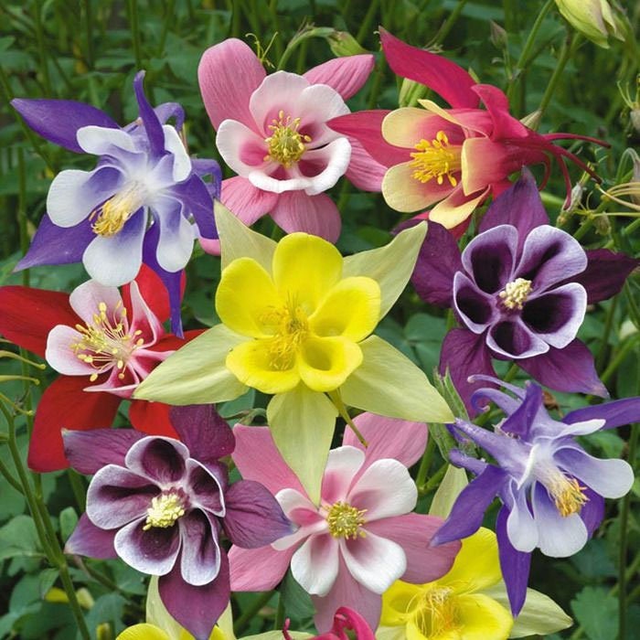 100+ Columbine Mckana's Giant Mix Flower Seeds-AQUILEGIA MCKANA- Excellent Perennial---B141