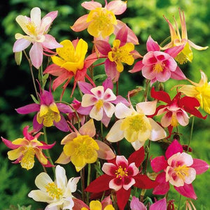 100+ Columbine Mckana's Giant Mix Flower Seeds-AQUILEGIA MCKANA- Excellent Perennial---B141