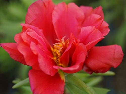 Portulaca Grandiflora - Moss Rose Mix 200 Seeds