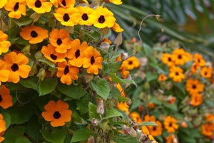 20+ Black Eyed Susan  Thunbergia Flower Seeds- Beautiful Annual Vine- Thunbergia Alata----B157