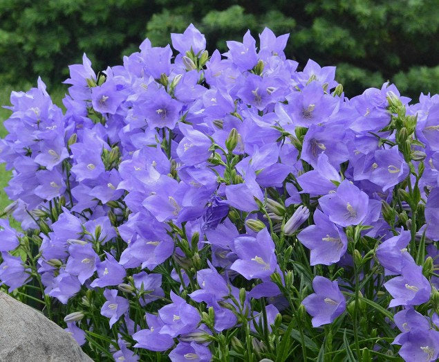 100+  Peach Leaved BellFlower Seeds-  Campanula Persicifolia-Blue Flower---B130