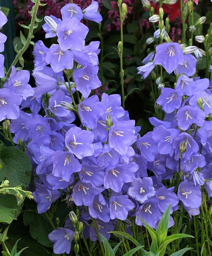 100+  Peach Leaved BellFlower Seeds-  Campanula Persicifolia-Blue Flower---B130