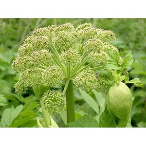 50+ Garden Angelica Flower Seeds, Wild Celery, Angelica Archangelica (Archangelica Officinalis)---B002