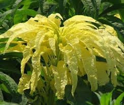 100+ Tricolor Amaranthus  Aurora Yellow Flower Seeds ---B387