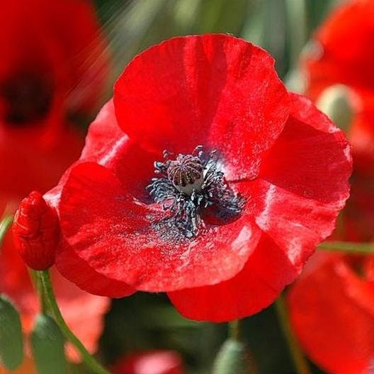 500+  Poppy Red Corn Flower Seeds-PAPAVER RHOEAS-B313