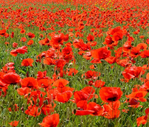 500+  Poppy Red Corn Flower Seeds-PAPAVER RHOEAS-B313