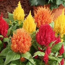 100+ Mixed Celosia Plumosa Seeds- Plumosa Argentia- Feathered Amaranth--Divine Brilliance!-B008