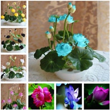 6 Mixed Lotus Seeds -Hydroponic Mix Aquatic Plant Flower seeds--Pot Water Lily Seeds-----B043