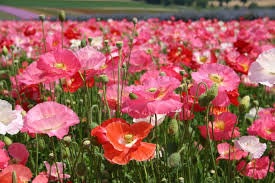 500+ -Shirley Poppy Mixed Double Seeds--PAPAVER RHOEAS- B199