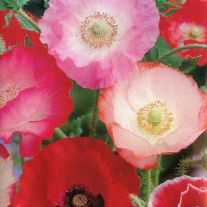 500+ -Shirley Poppy Mixed Double Seeds--PAPAVER RHOEAS- B199