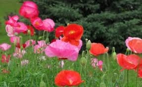 500+ -Shirley Poppy Mixed Double Seeds--PAPAVER RHOEAS- B199