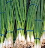 100+ Ramrod Scallion Onion Seeds -Green Onion - Organic Non GMO--A114- Favorite Salad Onion-Excellent Flavour-Matures in 65 days!