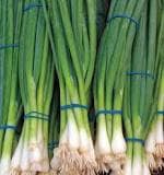 50+ Alone Root Shallot Four Season Scallion Seeds -Green Onion- Hydroponic Plant - Organic Non GMO--A001)