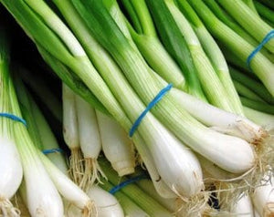 50+  Root Shallot Four Season Scallion Seeds -Green Onion- Hydroponic Plant - Organic Non GMO--A007