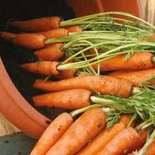 50+  Carrot Amsterdam Forcing 3 Seeds--- DAUCUS CAROTA---A021