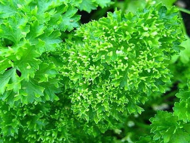 100+ Moss Curled Leaf Seeds-  Organic Parsley Seeds-  Heirloom- Non Gmo-PETROSELINUM CRISPUM---A140