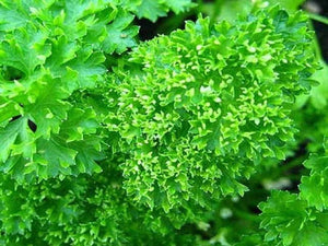 100+ Moss Curled Leaf Seeds-  Organic Parsley Seeds-  Heirloom- Non Gmo-PETROSELINUM CRISPUM---A140