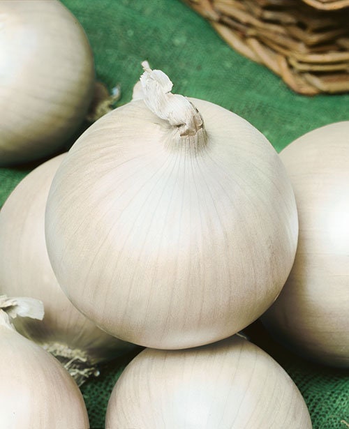 50+ Organic White Onion "Alibaba" Seeds -ALLIUM CEPA-----A056