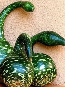 10  Beautiful Speckled Swan Gourd Seeds-Ornamental Gourd-LEGANARIA SICERARI-A061