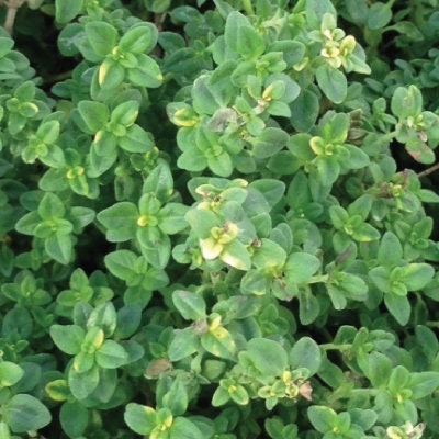 200+ Organic  Thyme Perennial Herb Seeds-Non GMO- THYMUS VULGARIS----A068