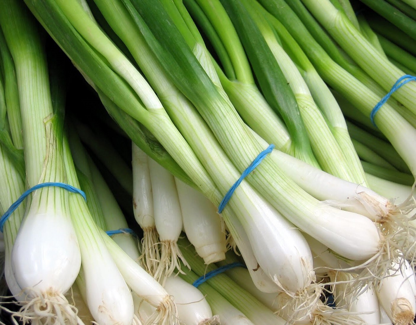 100+ High Quality Green Scallion Onion Seeds- Organic ( Non GMO)- ALLIUM CEPA----A076