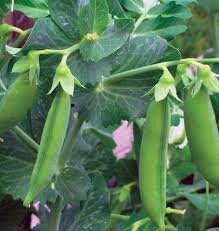 25+ Organic Peas- Little Marvel- PISUM SATIVUM - Heirloom- Non GMO---A086