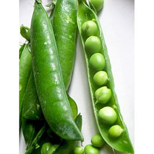 25+ Organic Peas- Little Marvel- PISUM SATIVUM - Heirloom- Non GMO---A086