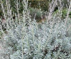 100+  White Sage Organic Herbs Perennial Seed- SALVIA APIANA-Very Rare and Incredibly Medicinal! Make your own Sage!---G003