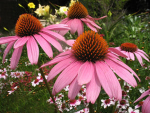 100+ Organic Echinacea Purpurea Coneflower Medicinal Seeds-Purple Echinecea--Purple Coneflower (Non GMO)---G023