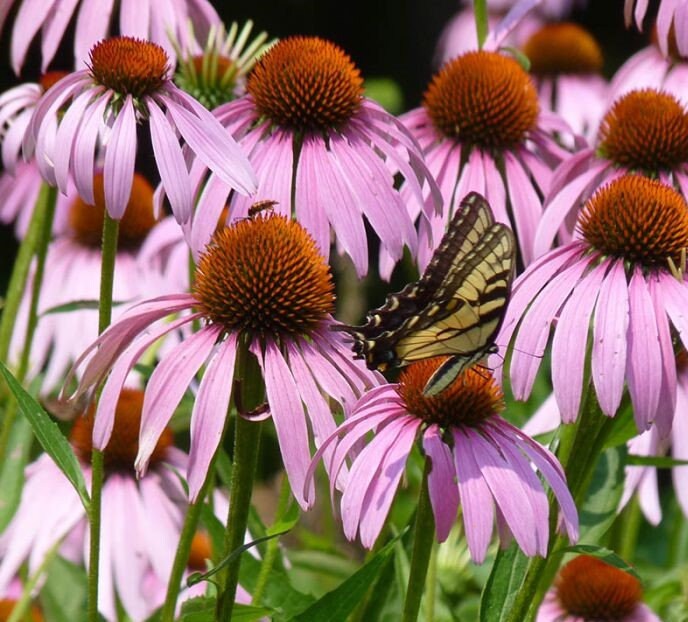 100+ Organic Echinacea Purpurea Coneflower Medicinal Seeds-Purple Echinecea--Purple Coneflower (Non GMO)---G023