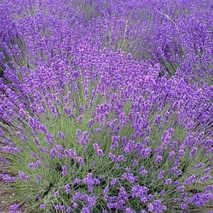 100+ English  Lavender Seeds- Organic  Non GMO-Avandula angustifolia----G024