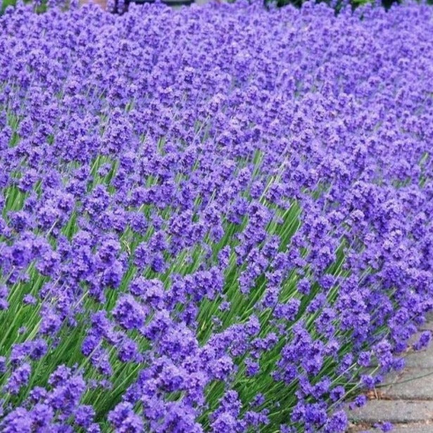 100+ English  Lavender Seeds- Organic  Non GMO-Avandula angustifolia----G024