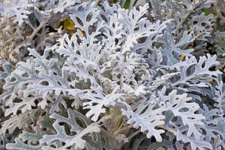 100+ Dusty Miller Plant Seeds-Centaurea cineraria -- Endangered Specie--Deer Resistant Annual---G030