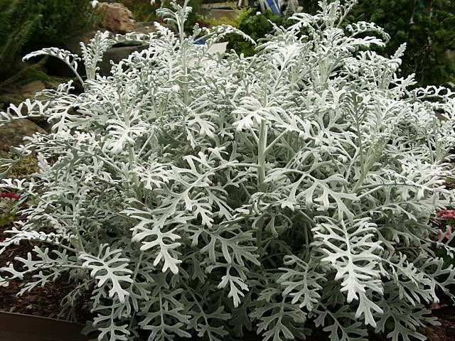 100+ Dusty Miller Plant Seeds-Centaurea cineraria -- Endangered Specie--Deer Resistant Annual---G030