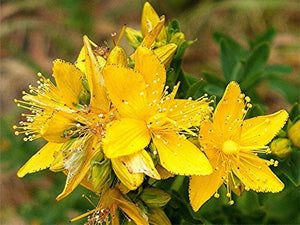 50+ Organic  St John's Wort Herbal Seeds-Medicinal Herbs-HYPERICUM PERFORATUM- Perennial Plant---G031