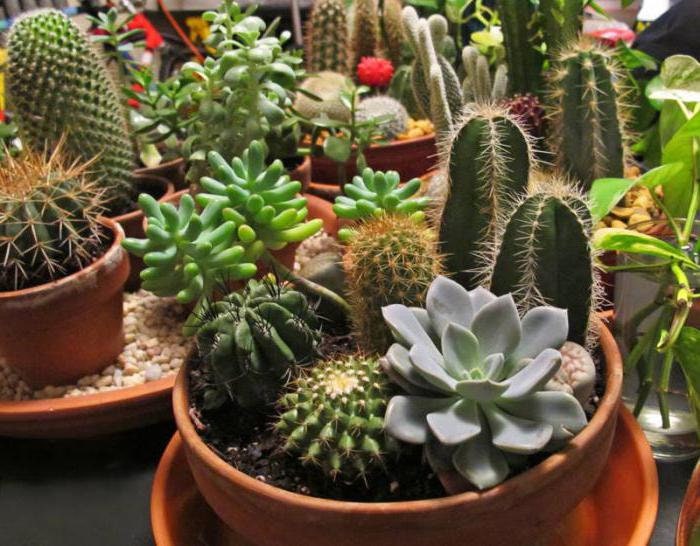 50+ Mixed Cactus Seeds- Mix up of different Beautiful Cactus seeds!-C003