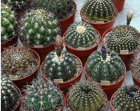 50+ Mixed Cactus Seeds- Mix up of different Beautiful Cactus seeds!-C003