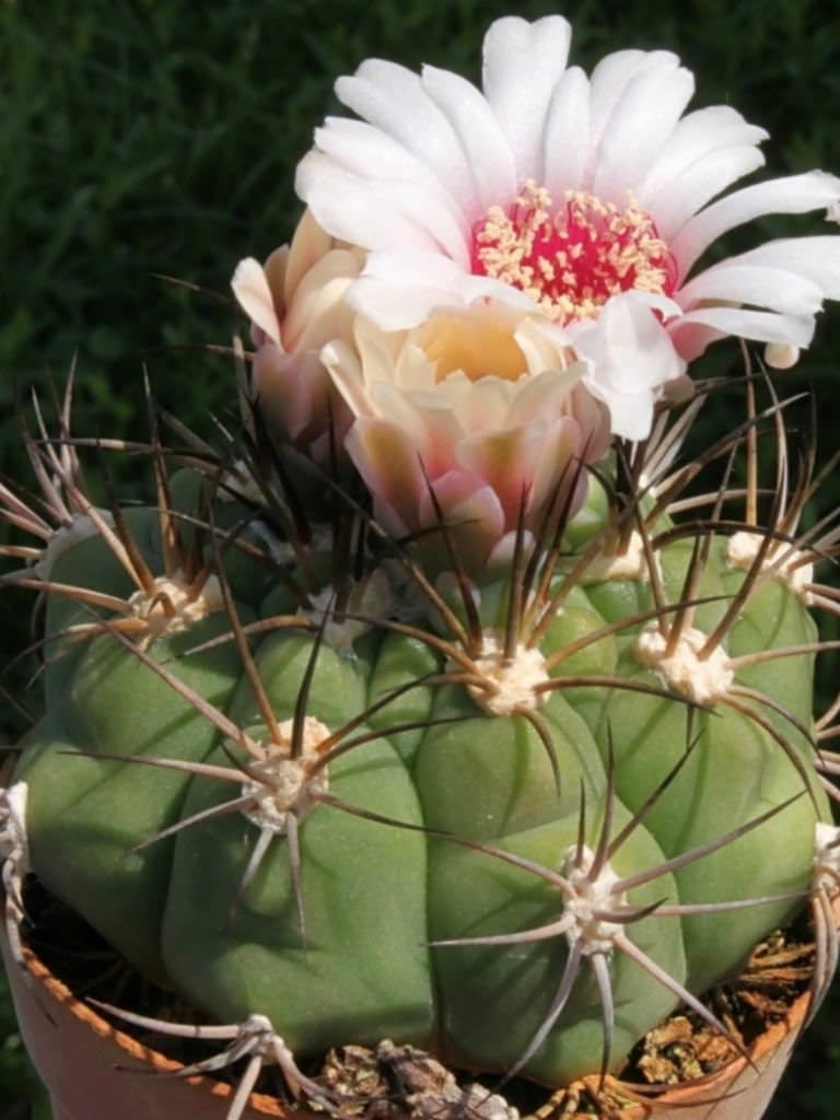 50+ Mixed Cactus Seeds- Mix up of different Beautiful Cactus seeds!-C003