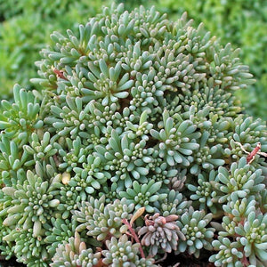 50+ Spanish Stonecrop Seeds-SEDUM HISPANICUM- Drought Tolerant Low Maintenance Ground Cover Succulent Seeds--C077