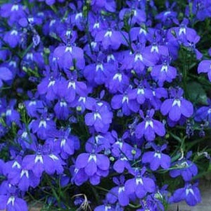 500+ Emperor William Lobelia  Flower Seeds- Emperor William Trailing Lobelia- Blue Carpet Lobelia  Erinus - Sparkling Sapphire --B138